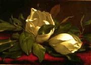 Martin Johnson Heade Magnolia hgh USA oil painting reproduction